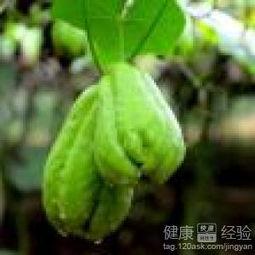 肝腹水可以吃角瓜,角瓜助力健康恢复