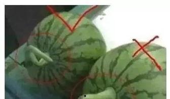 睡前吃小瓜可以不,睡前小食的神奇效果