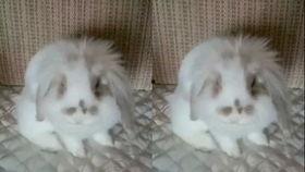 蛋蛋直播吃瓜,一场别开生面的“吃瓜”盛宴